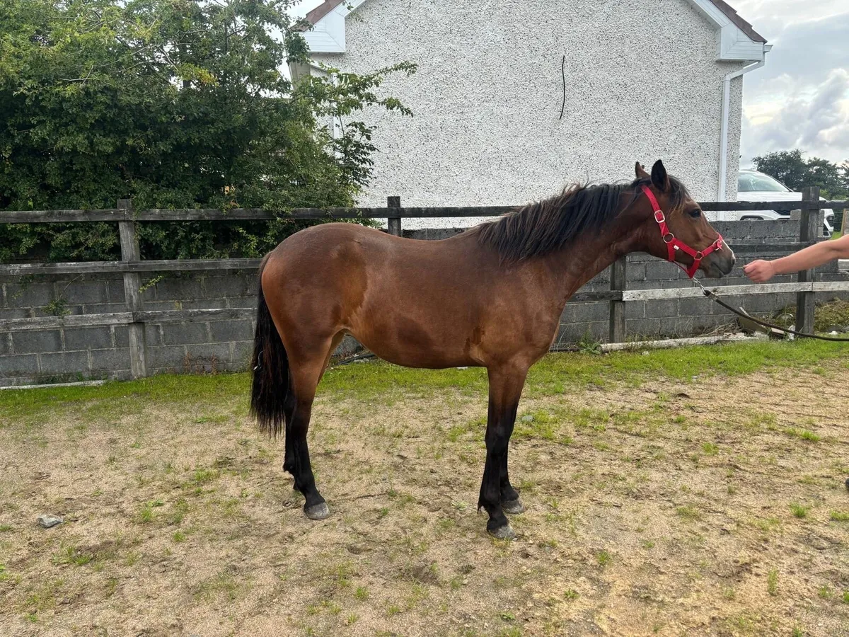 Connemara filly - Image 1