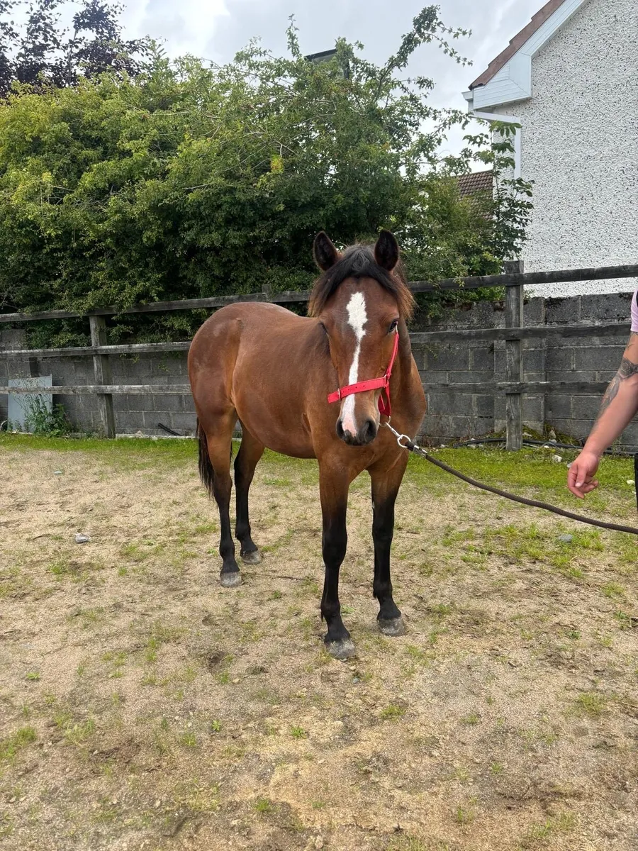 Connemara filly - Image 2