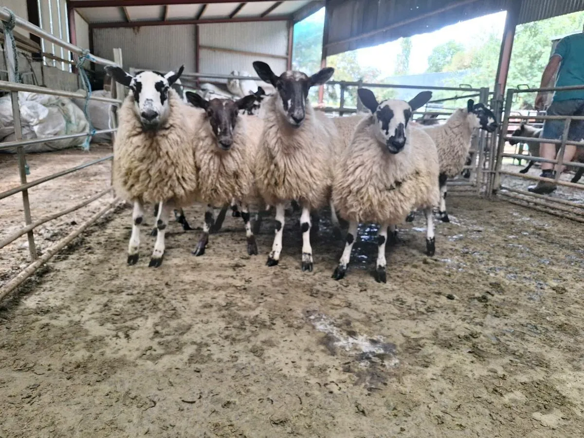 10 Mule Ewe Lambs - Image 1