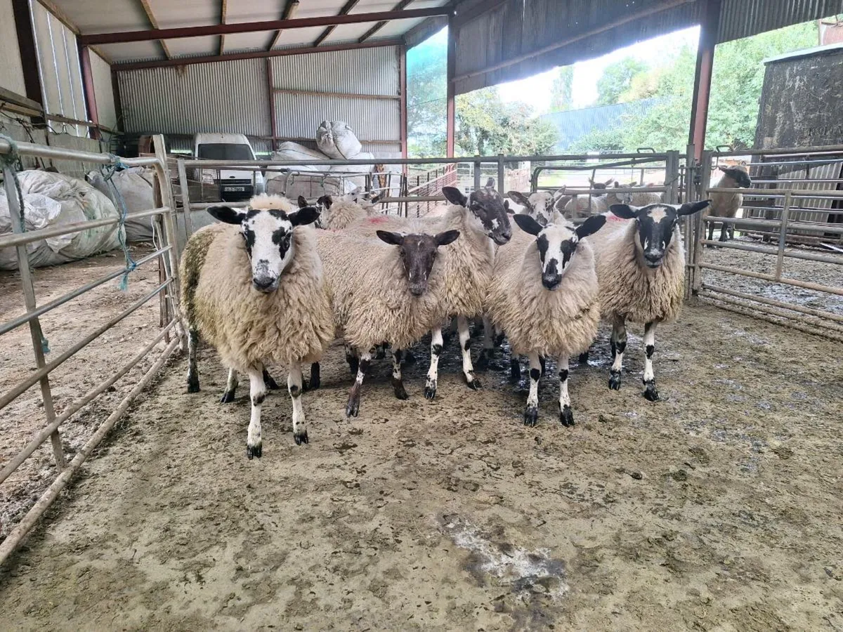 10 Mule Ewe Lambs - Image 2