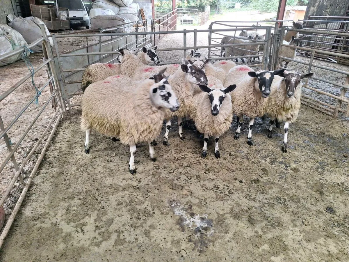 10 Mule Ewe Lambs - Image 3