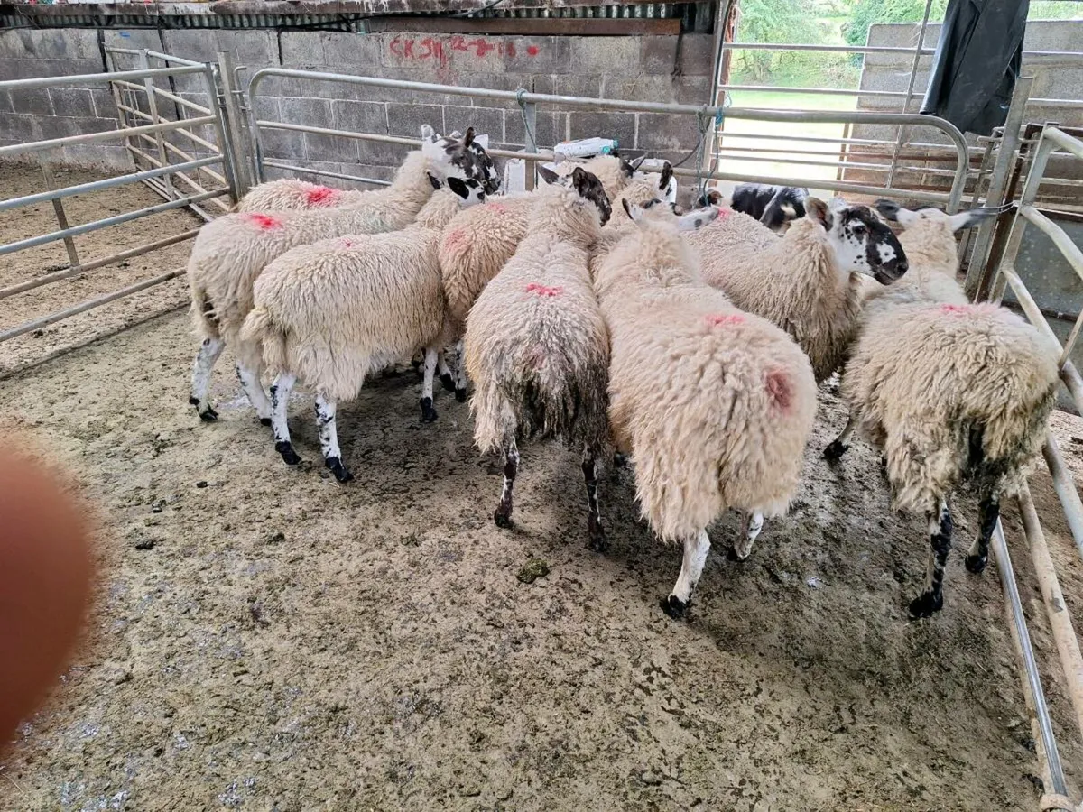 10 Mule Ewe Lambs - Image 4