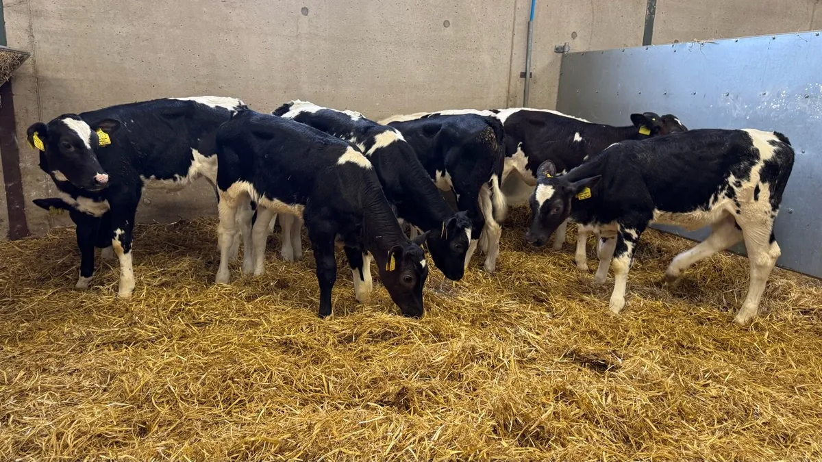 10 Super Blue Heifers - Image 1