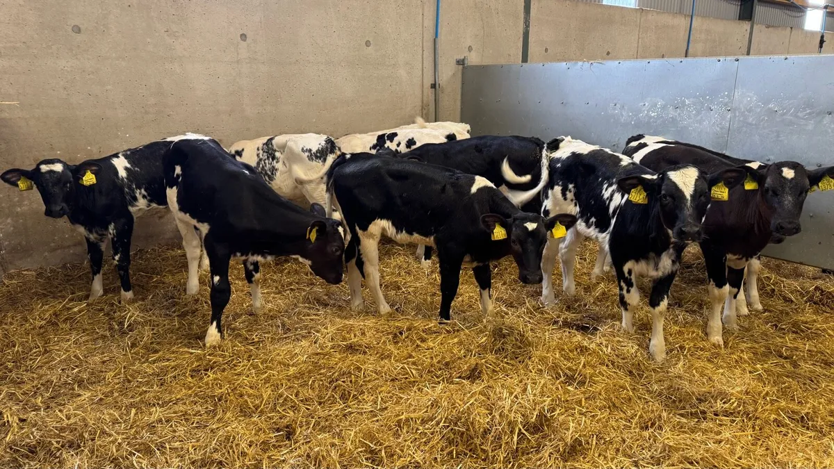 10 Super Blue Heifers - Image 2