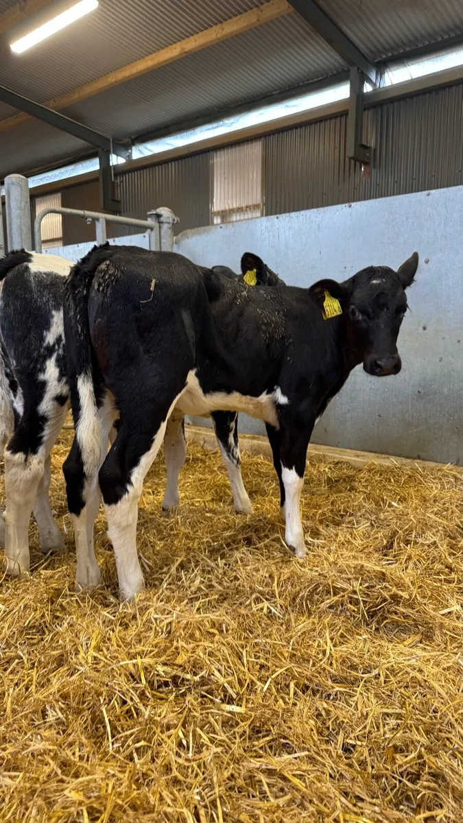 10 Super Blue Heifers - Image 3