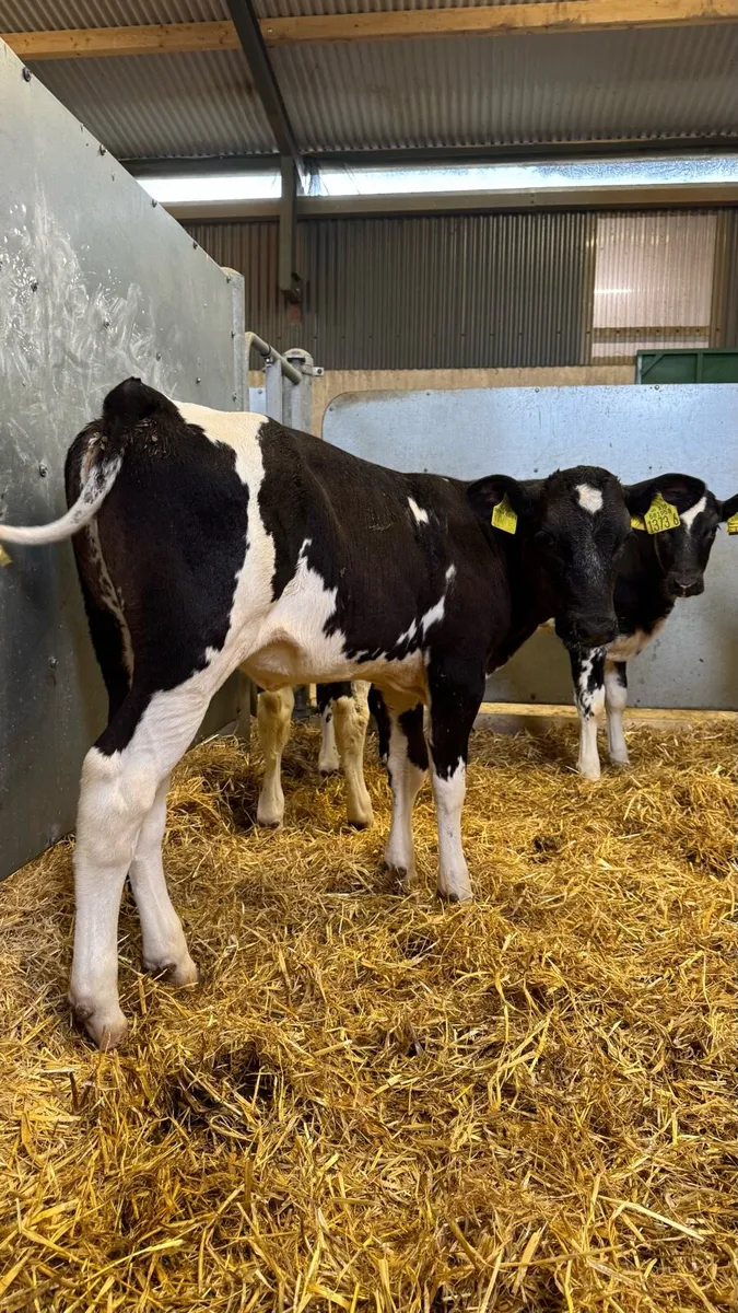 10 Super Blue Heifers - Image 4