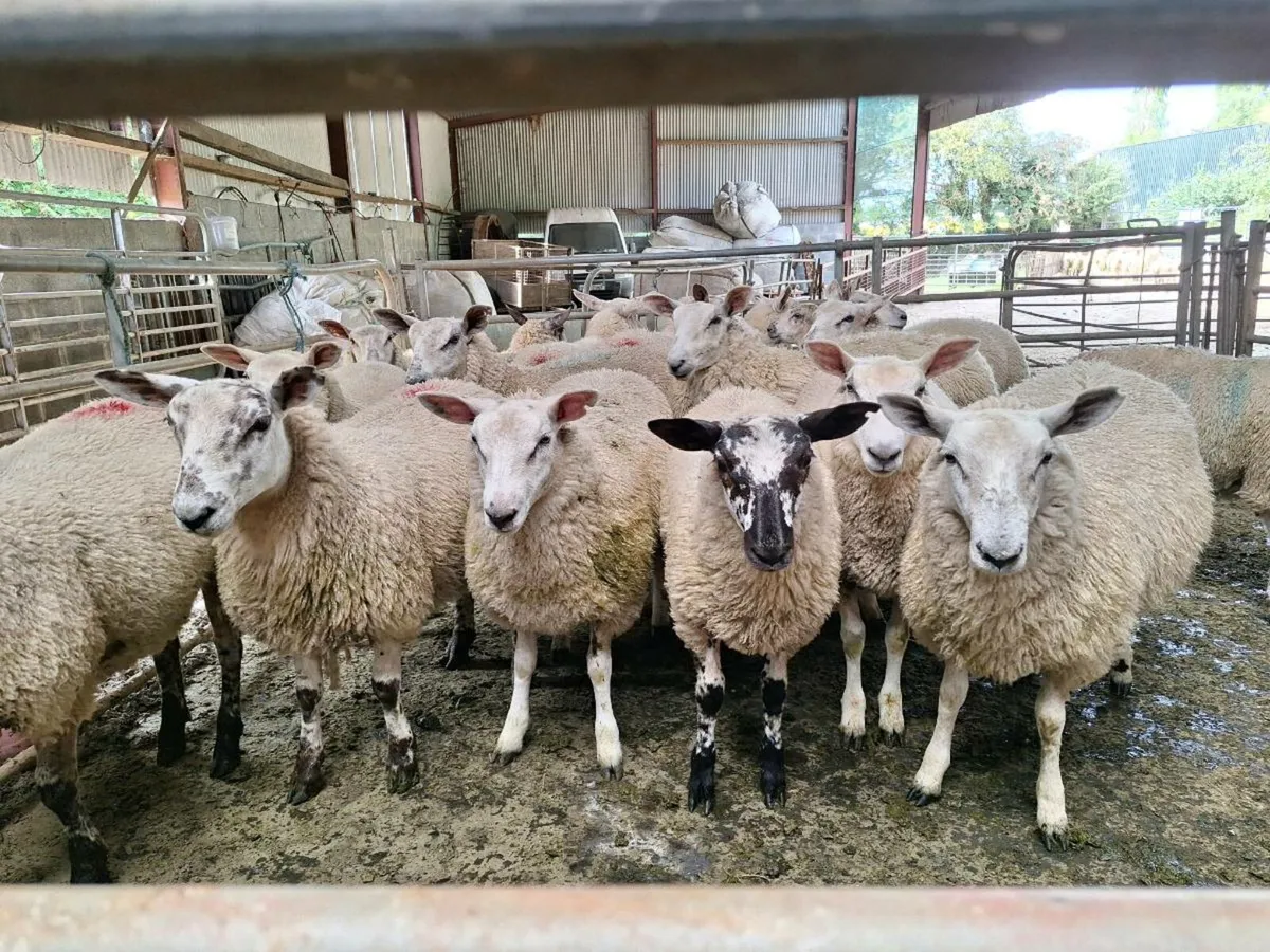 Belclare X Ewe Lambs - Image 1