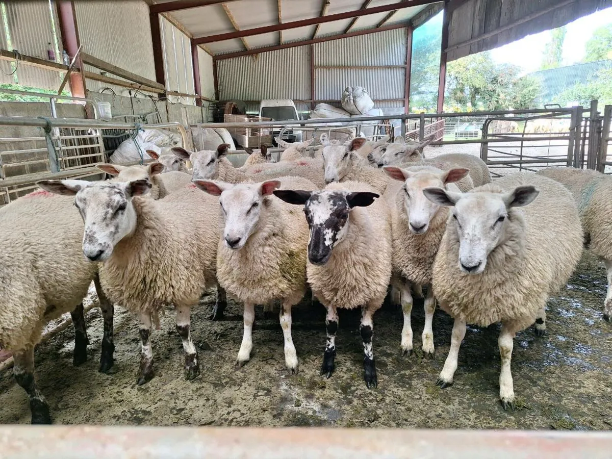 Belclare X Ewe Lambs - Image 2