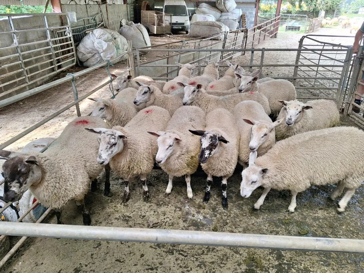 Belclare X Ewe Lambs - Image 3