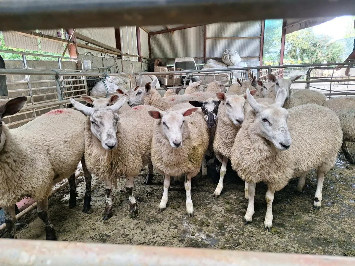 Belclare X Ewe Lambs - Image 4
