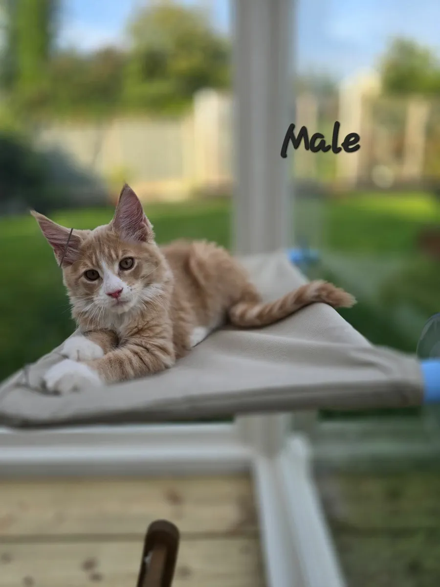 Purebred Maine Coon kittens - Image 2