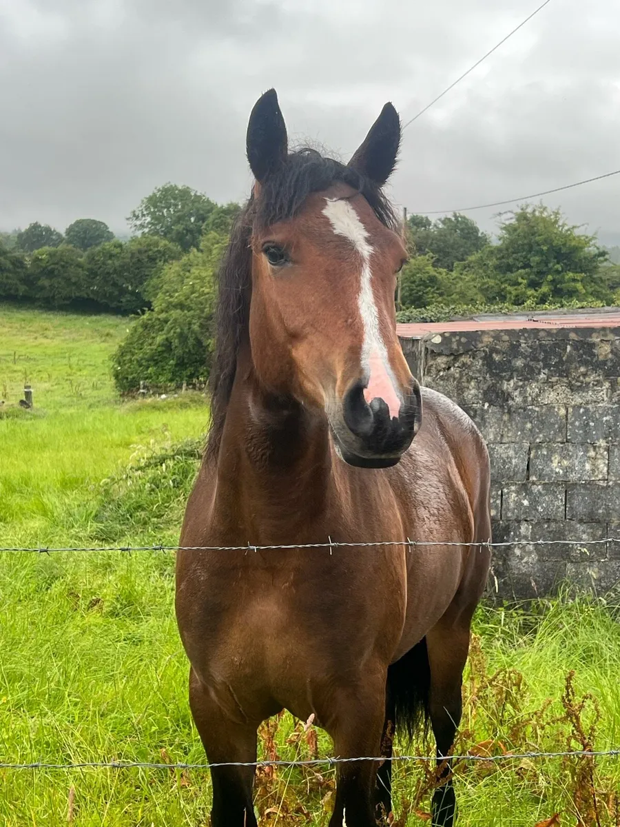 Connemara filly - Image 3