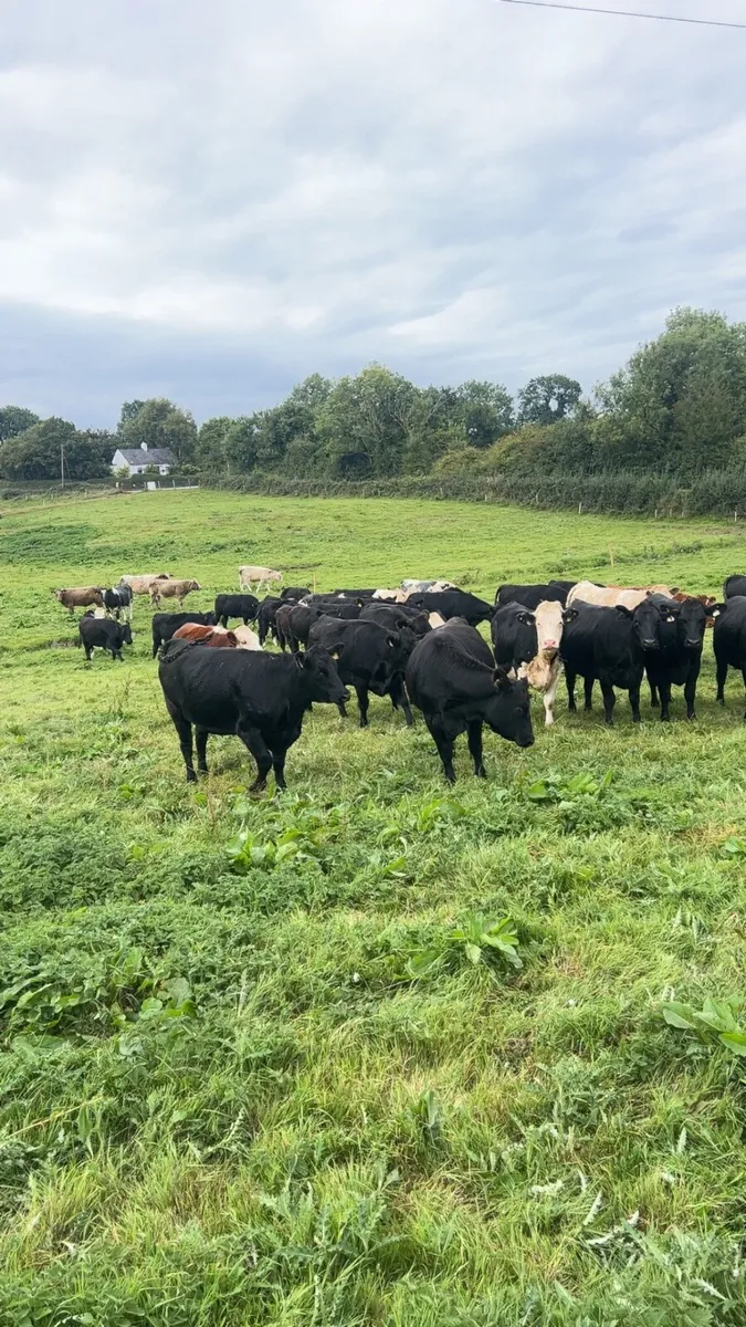 Angus and Hereford - Image 1