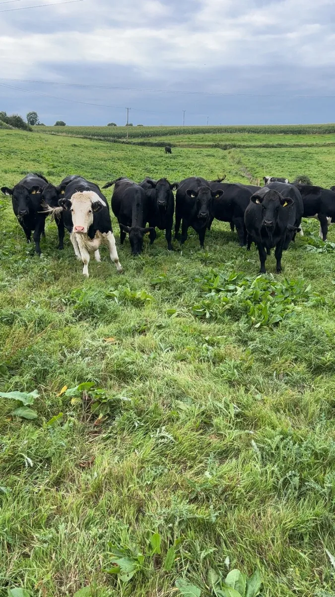 Angus and Hereford - Image 2