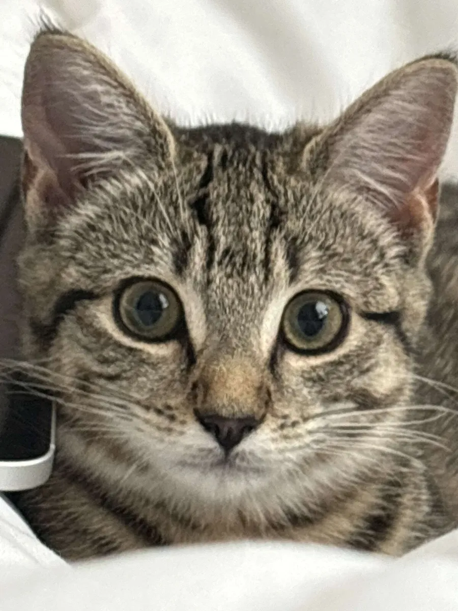 Cat - Image 1
