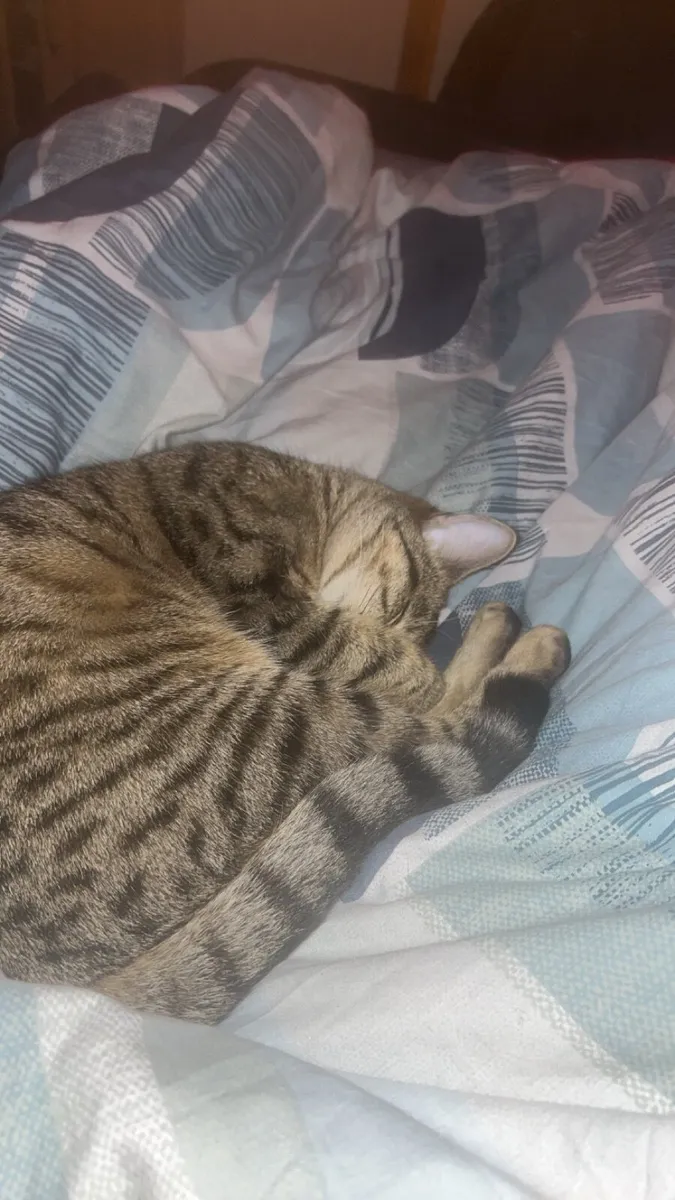 Cat - Image 2