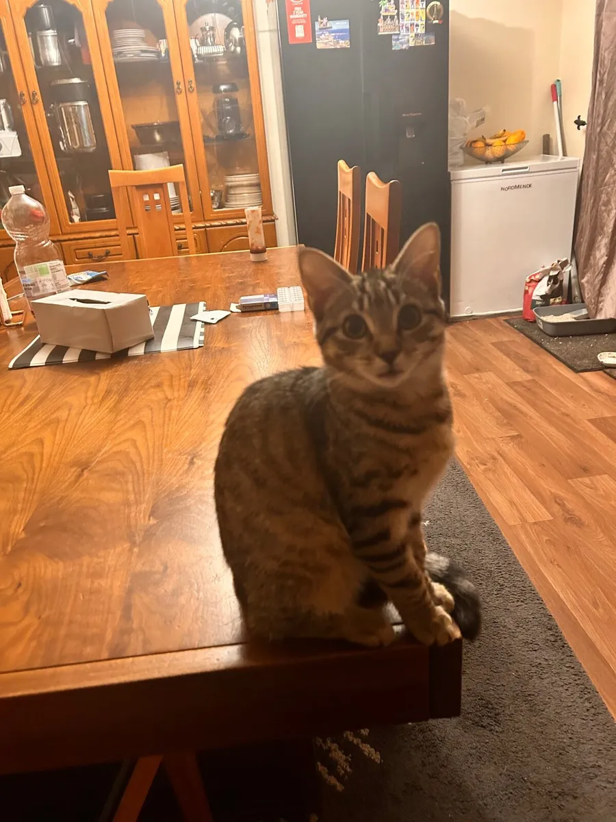 Cat - Image 3