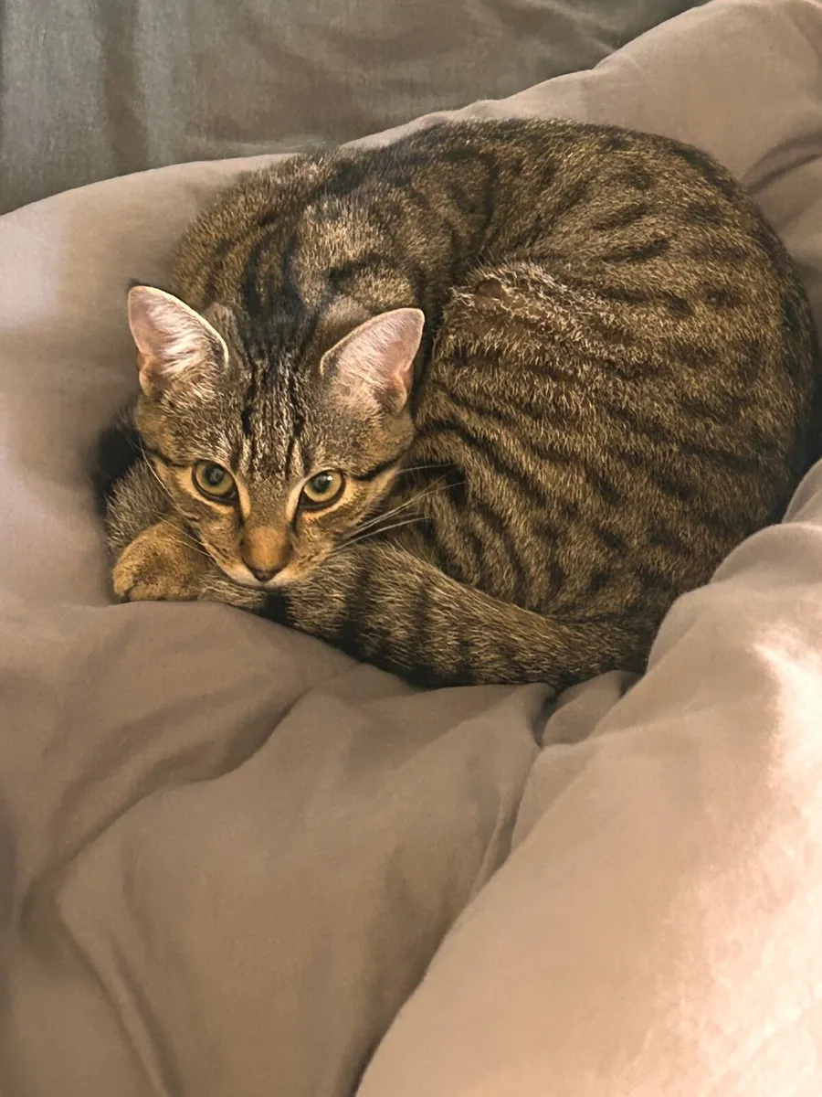 Cat - Image 4