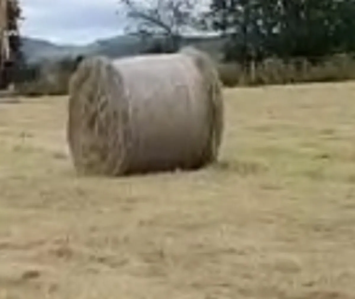 Rushes for Bedding