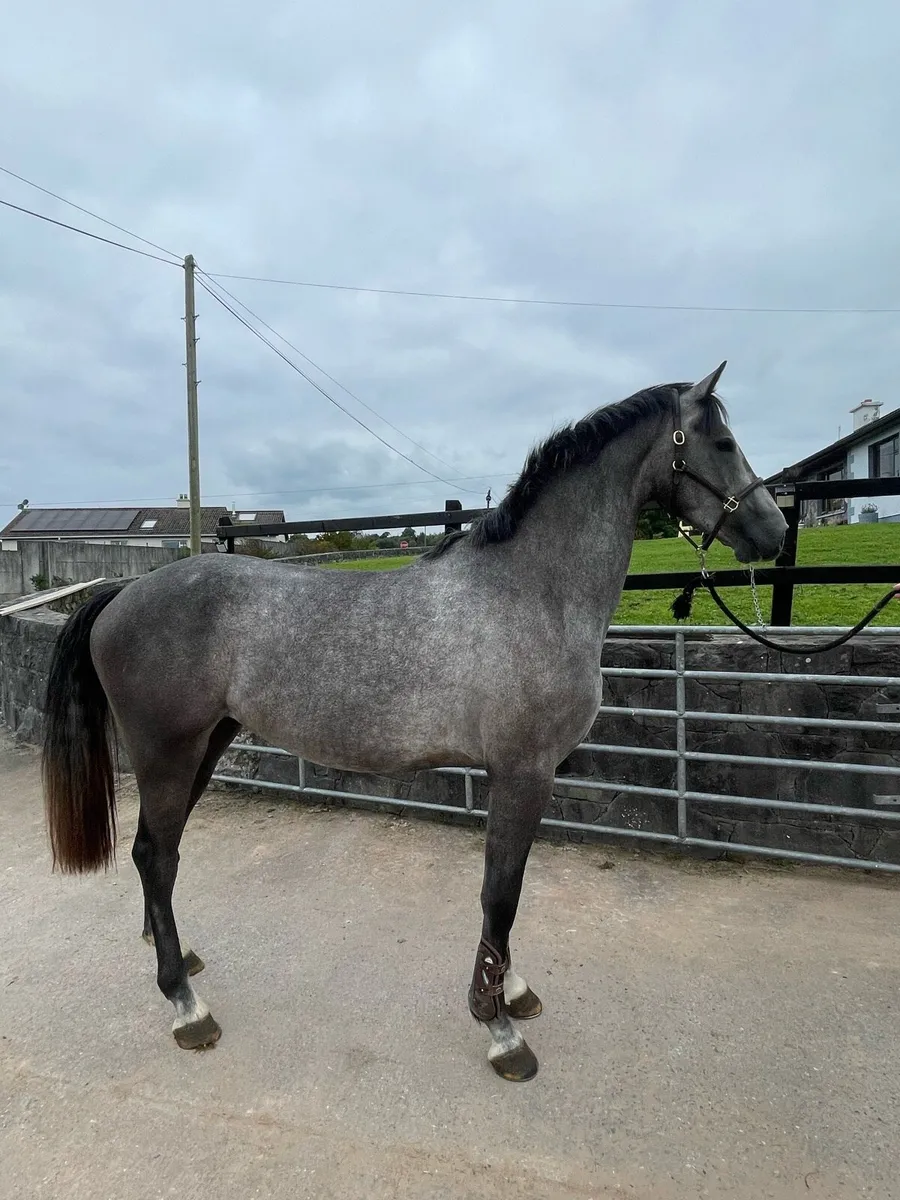 Serious 3yo By Cornerado VDL - Image 1