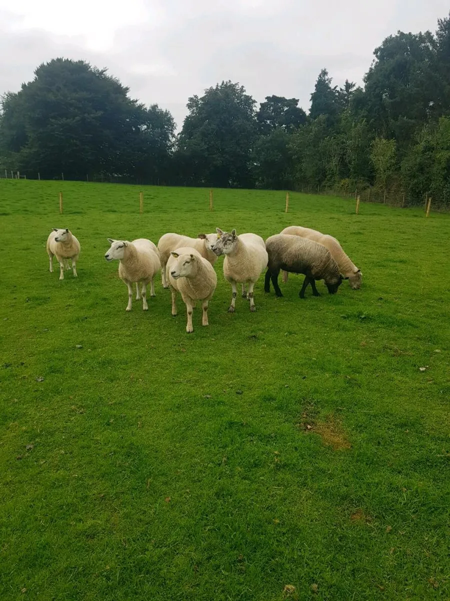 Hoggets  and first crop ewes - Image 1