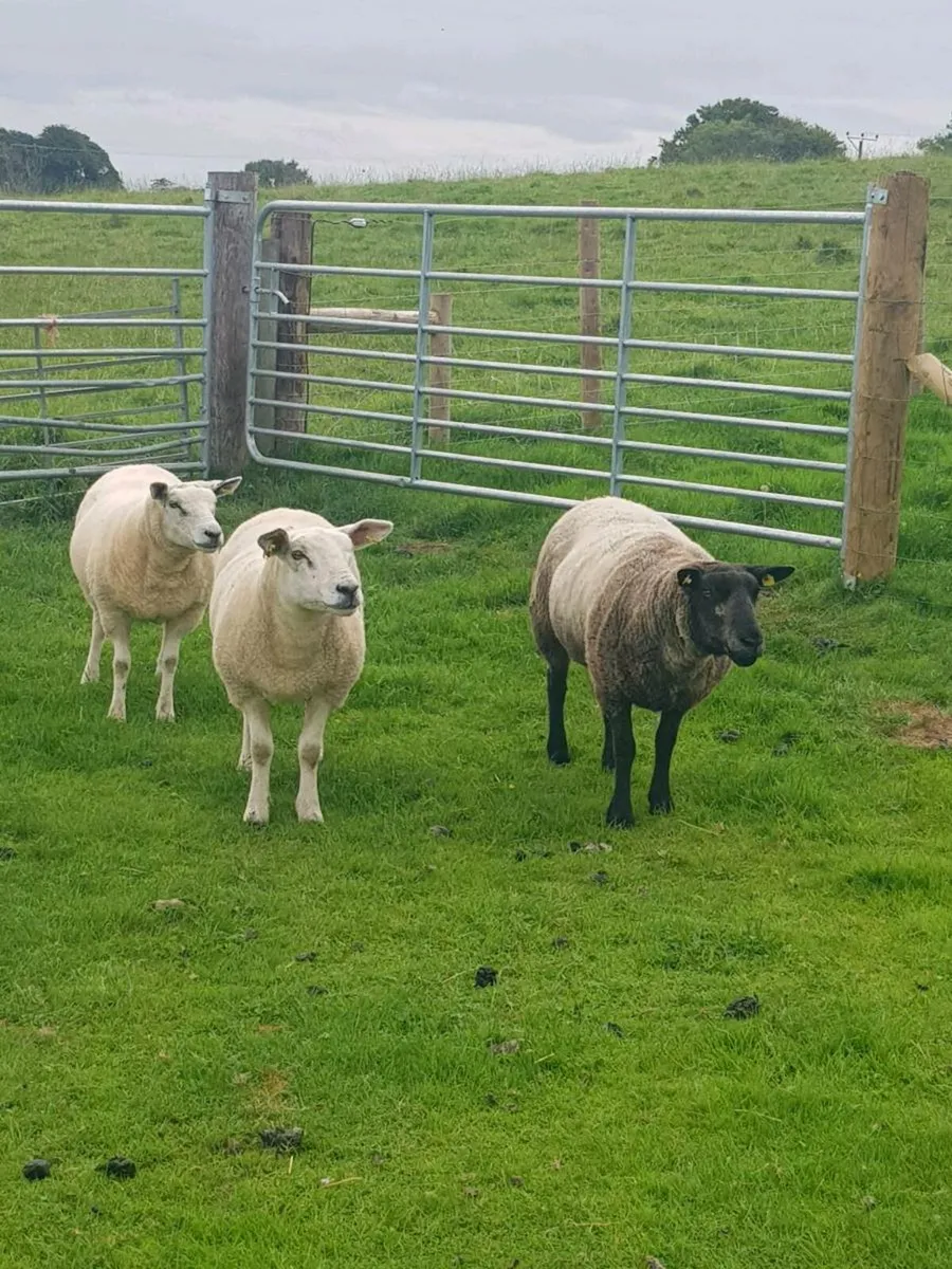 Hoggets  and first crop ewes - Image 2
