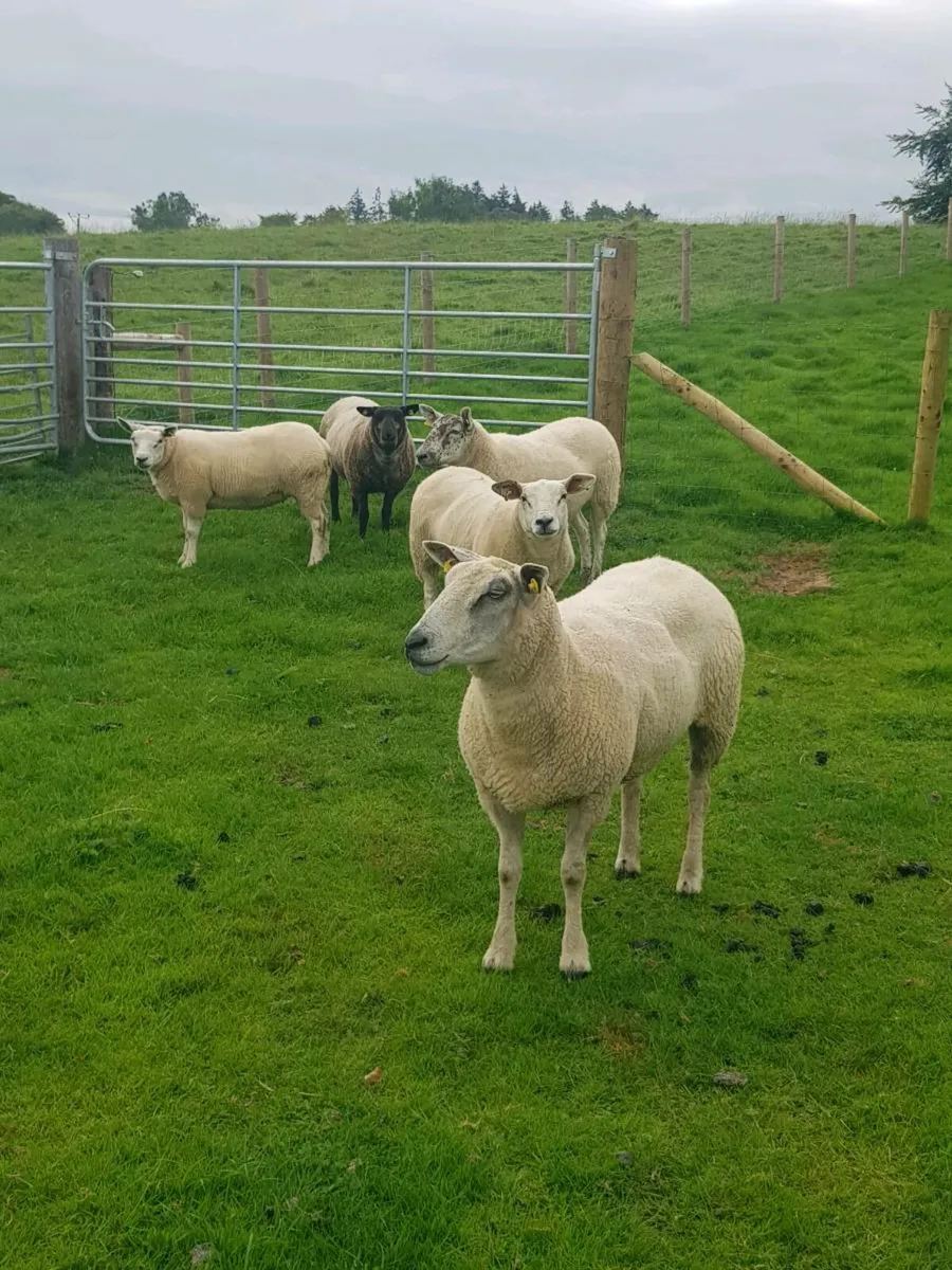 Hoggets  and first crop ewes - Image 3