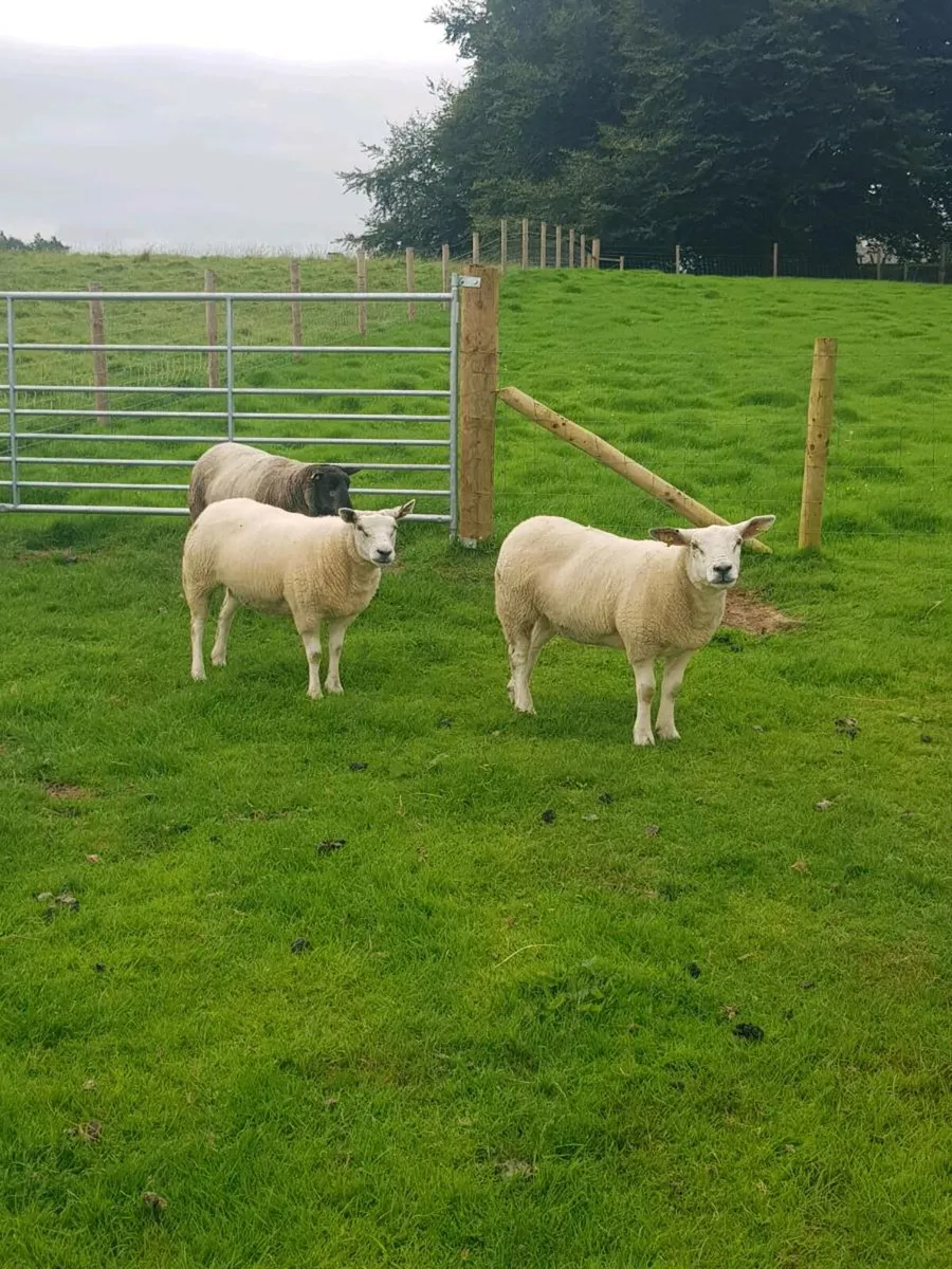Hoggets  and first crop ewes - Image 4
