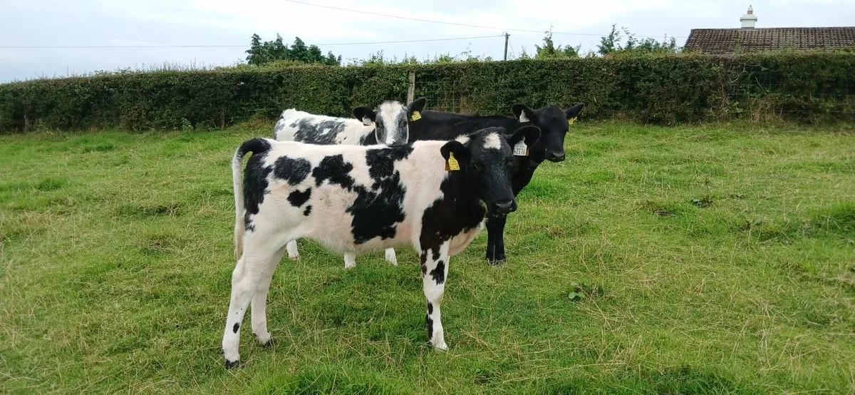 Calves - Image 1