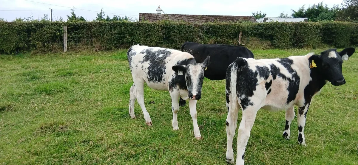 Calves - Image 2
