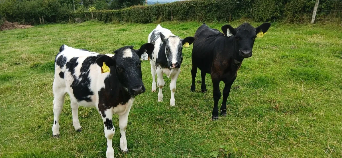 Calves - Image 3