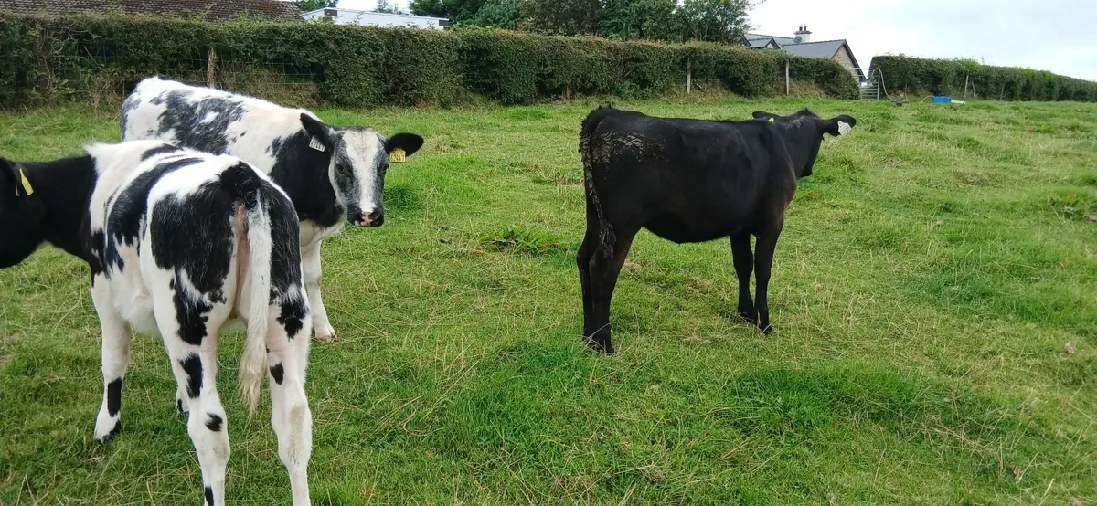 Calves - Image 4