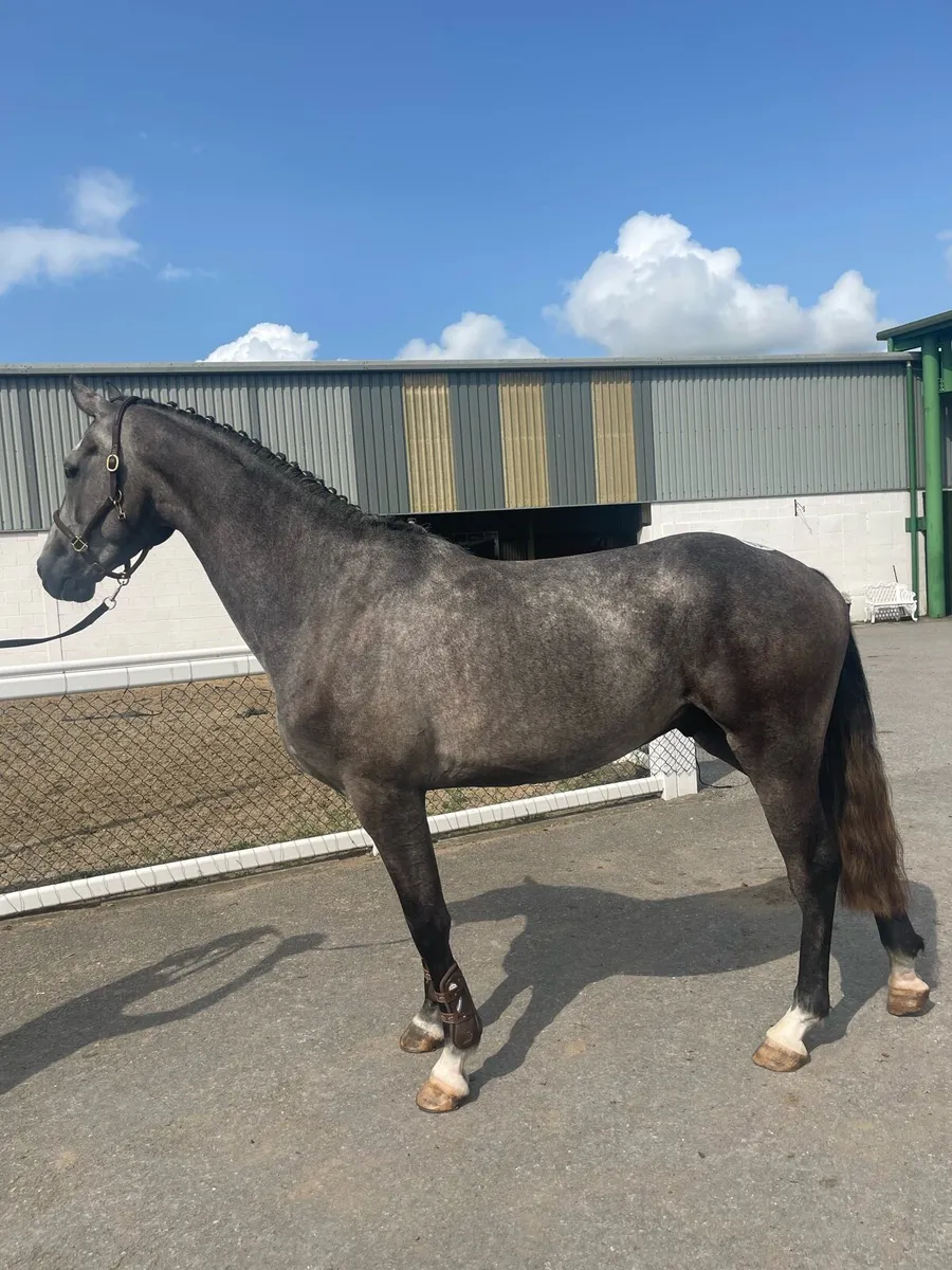 Serious 3yo By Cornerado VDL - Image 2