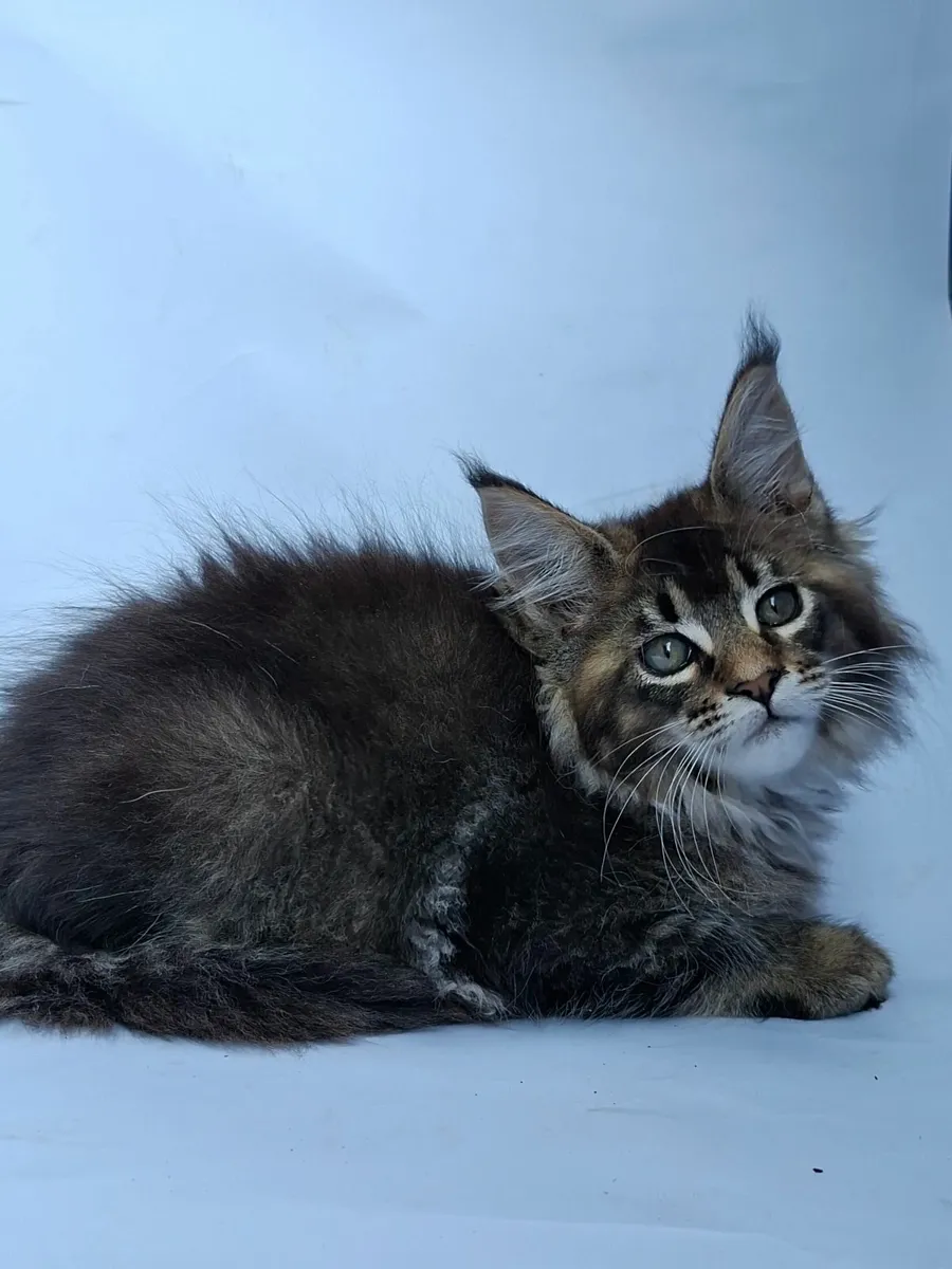 Royal Maine Coon kittens - Image 4