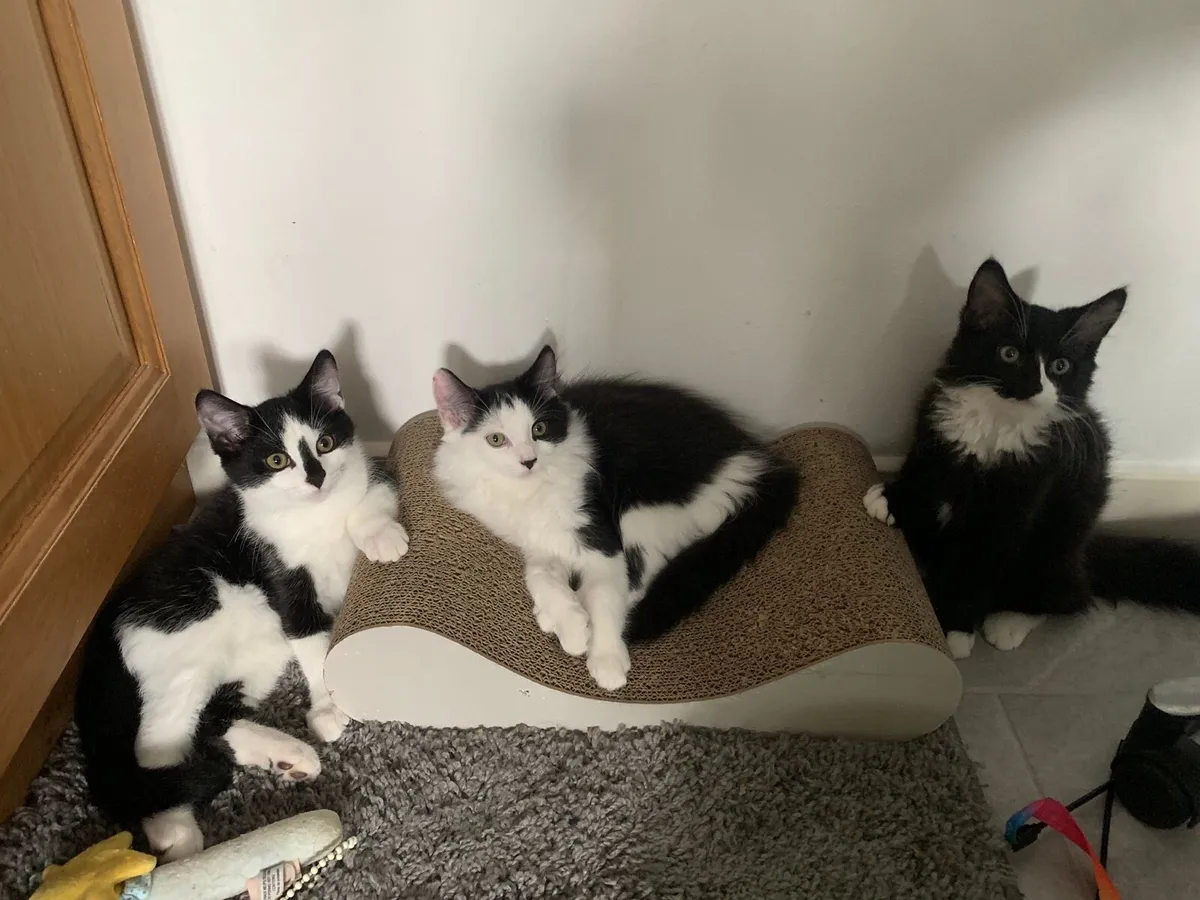 Kittens . Btitish Blue Black and British Longhair - Image 4