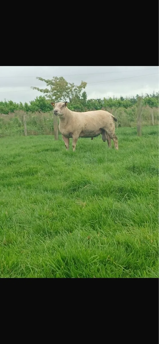 Charollais hogget ram pbnr - Image 1