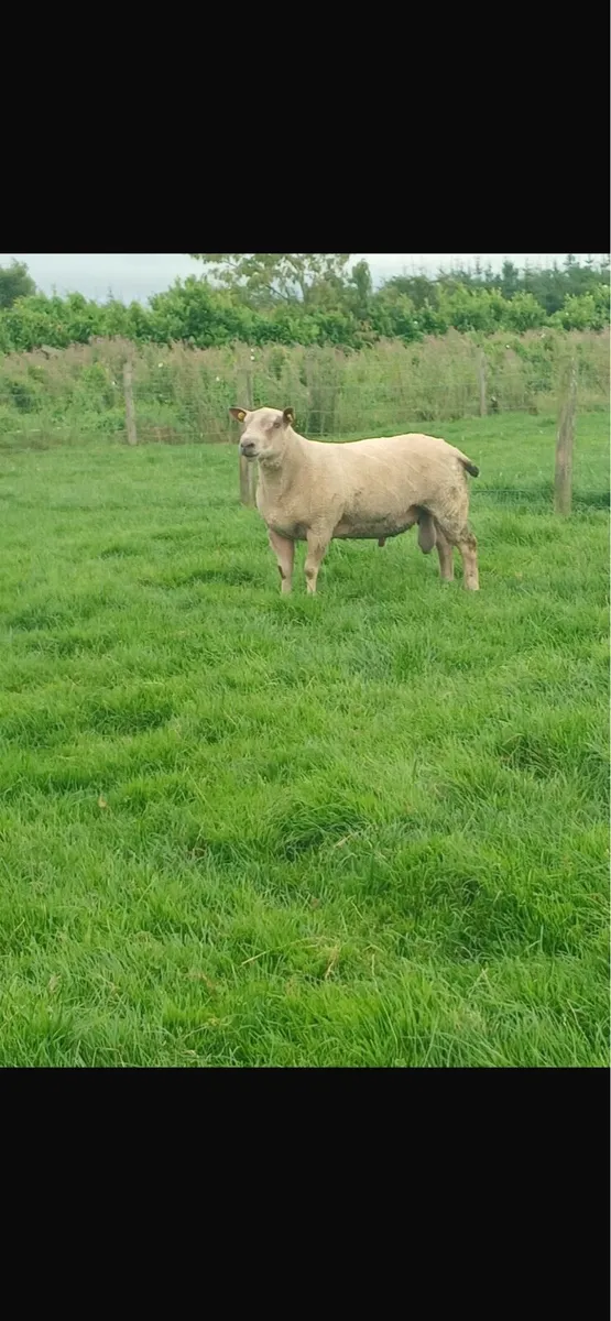 Charollais hogget ram pbnr - Image 2