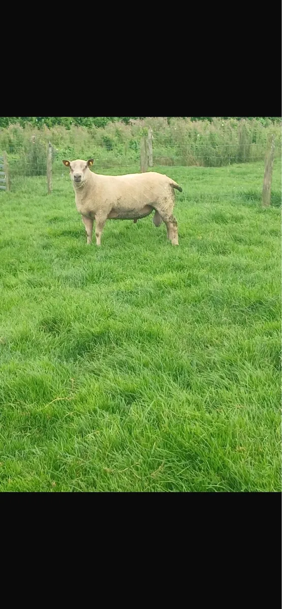 Charollais hogget ram pbnr - Image 3