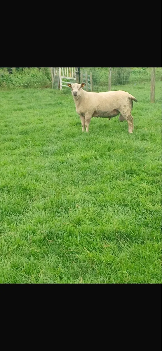 Charollais hogget ram pbnr - Image 4