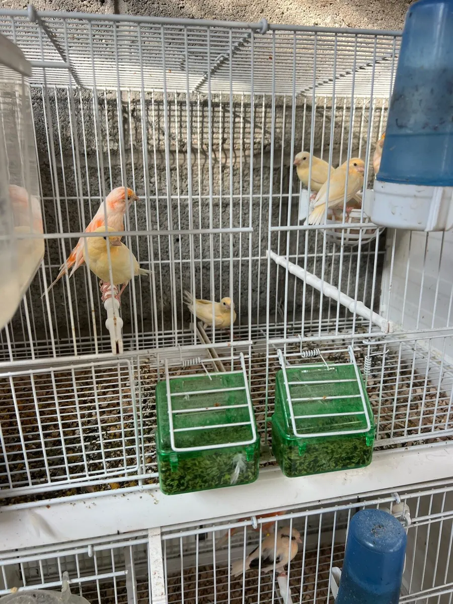 Yellow mosaic canaries - Image 1