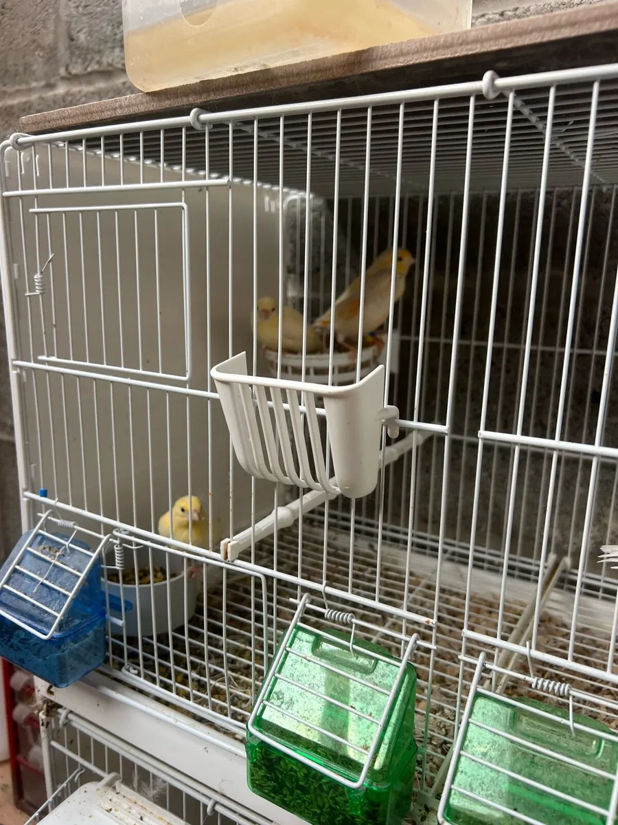Yellow mosaic canaries - Image 2