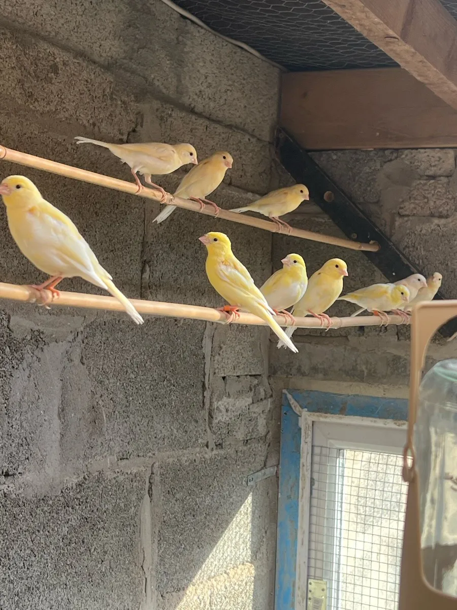 Yellow mosaic canaries - Image 3