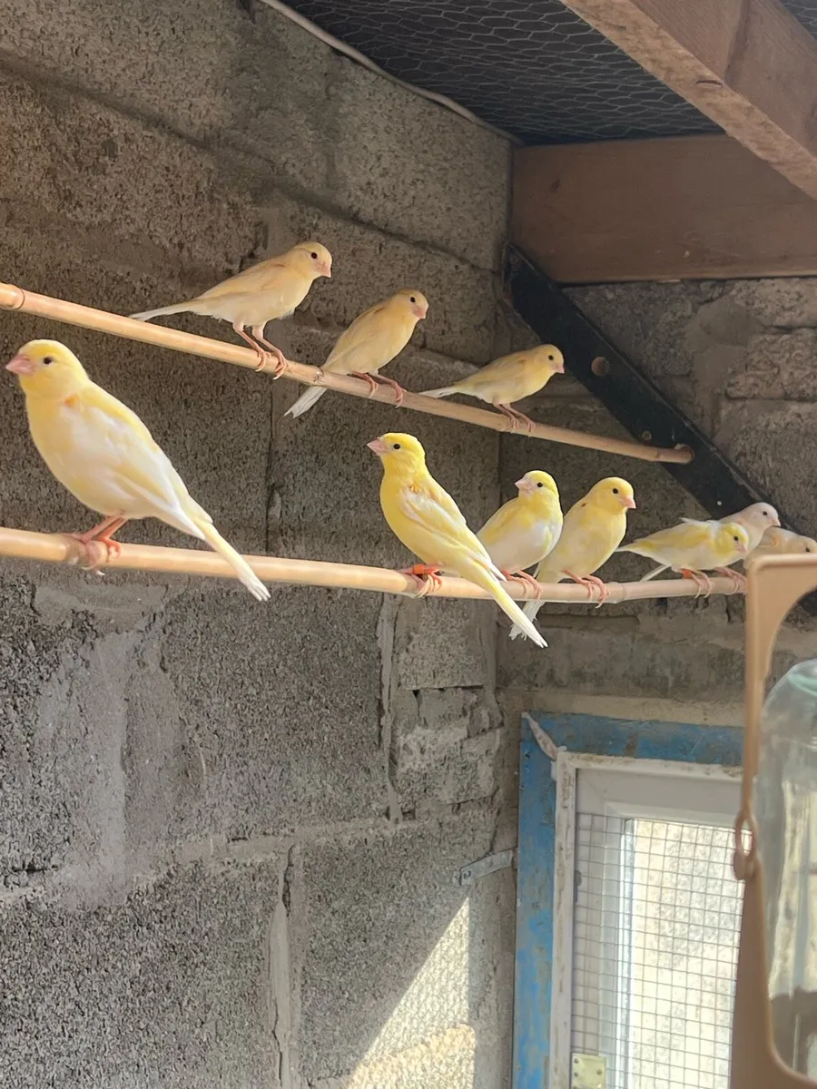 Yellow mosaic canaries - Image 4