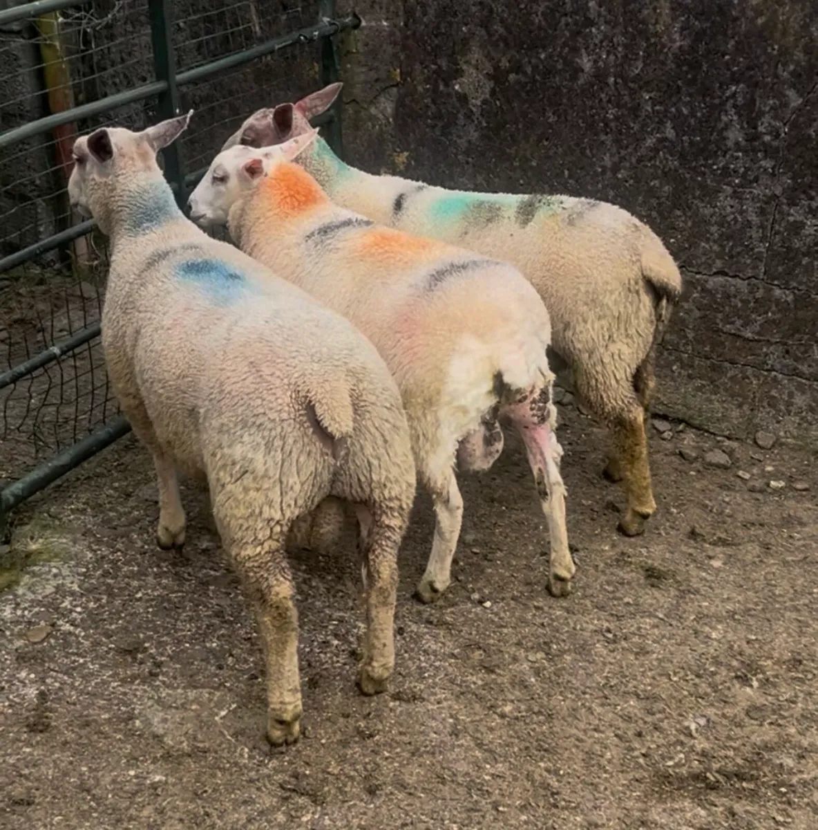Pedigree Charollais and Belclare Ram Lambs - Image 2