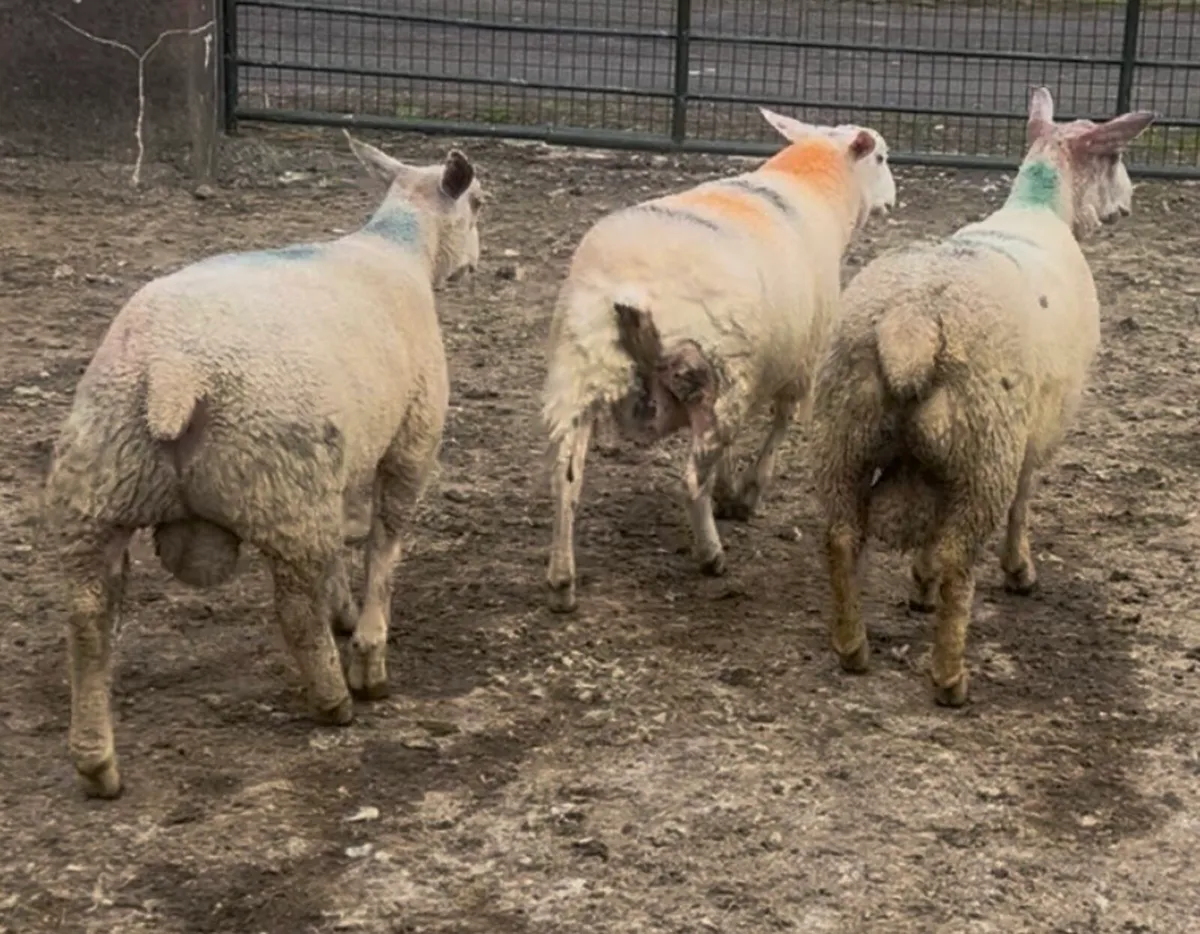 Pedigree Charollais and Belclare Ram Lambs - Image 3