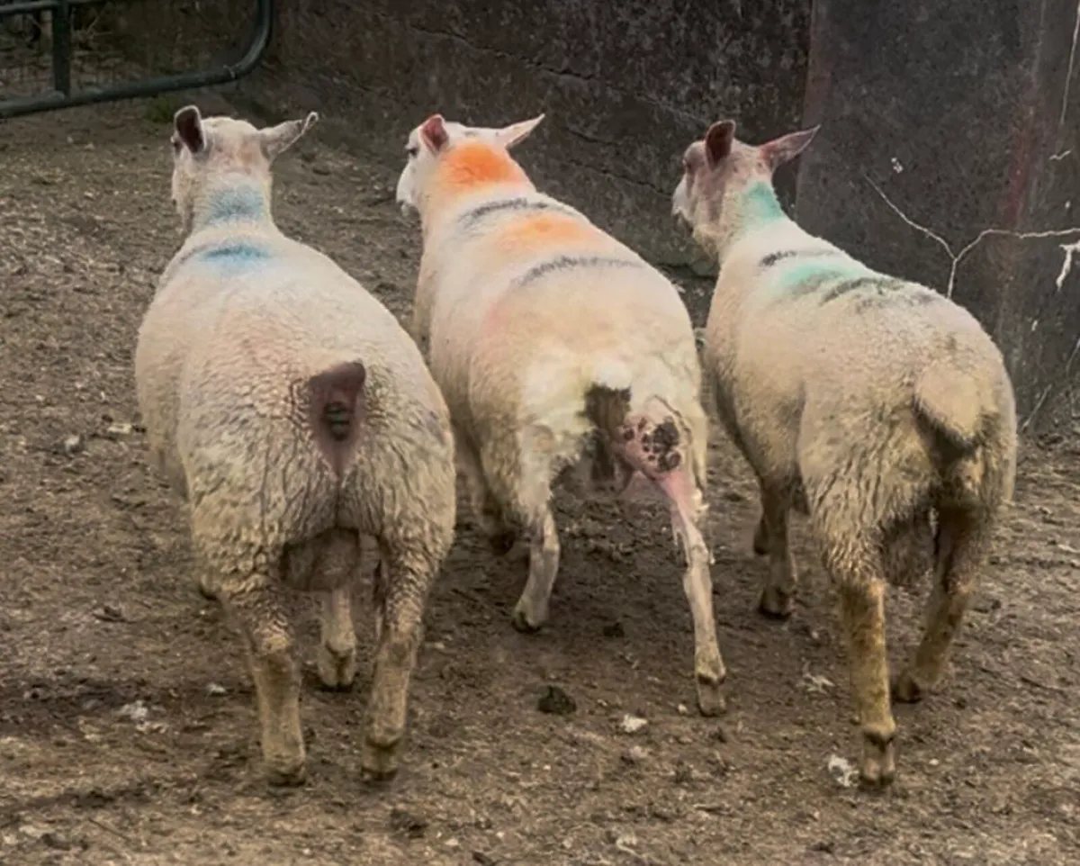 Pedigree Charollais and Belclare Ram Lambs - Image 4