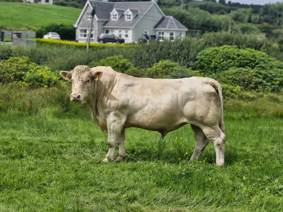 Charlios  bull - Image 3