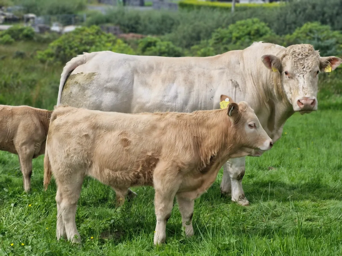 Charlios  bull - Image 2