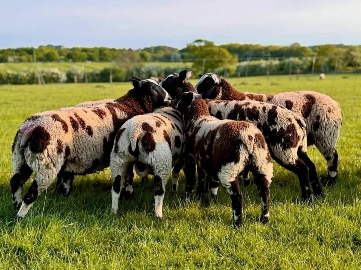 DUTCH spotted RAm - Image 1