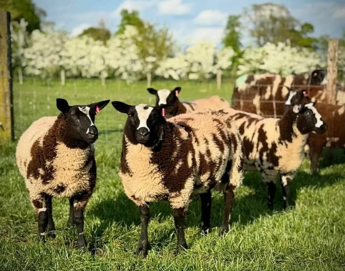 DUTCH spotted RAm - Image 2